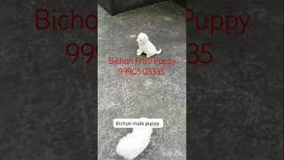 Bichon Frise Male Puppy For Sale In Hyderabad Telangana Vijayawada Andhra Pradesh Chennai Tamil Nadu [upl. by Germayne]