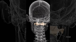 🦴 Meet the Atlas The First Vertebra of Your Spine 🦴 anatomy [upl. by Nohcim]