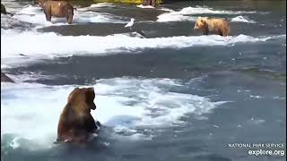 Katmai Bear 68 fights 747 in a Brutal Skirmish [upl. by Zebadiah54]