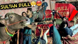 SULTAN BULL 🐂 Ne Ganga Snan Pr Humare Tent Mai Aa Kr😡😤GUSSE Mai Sabko Gira Diya  चाचा भी गिर गए 🥺 [upl. by Senzer]