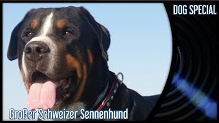 Großer Schweizer Sennenhund  Der Molosser für Feinschmecker [upl. by Dorisa39]