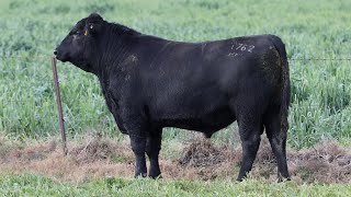 Lot 129 EVT22T762 Peakes Bowen 2024 [upl. by Takeshi]