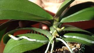 Identifying a Bloom Spike on a Phalaenopsis Orchid  From rePotmecom [upl. by Earlie358]