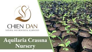 Chien Dan Agarwood  Aquilaria Crassna Nursery [upl. by Enomad]