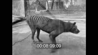 Historical thylacine Tasmanian Tiger film 9  Beaumaris Zoo Hobart 1935 [upl. by Dorweiler]