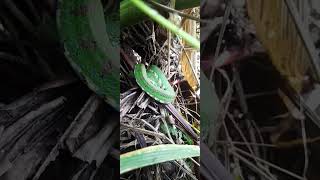 The Philippine Pit Viper Trimeresurus flavomaculatus [upl. by Fair864]