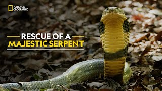 Rescue of Majestic Serpent  Search For King Cobra हिंदी  Full Episode  S1  E1  Nat Geo [upl. by Marder]