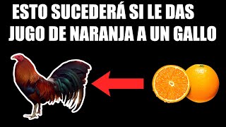 Para que sirve la Naranja en los Gallos 🔥  ESTO TE VA A SORPRENDER [upl. by Delaney221]