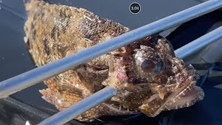 My First Scorpionfish Catch with Salvimar Pole Spear venomousfish [upl. by Pardew49]