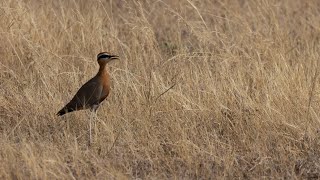 Indian Courser [upl. by Celina]