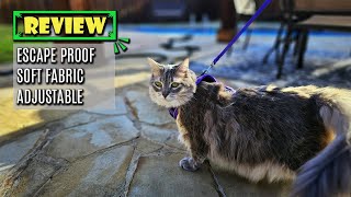 Cat Safety 101 How to put the Halypet Cat Harness and Leash [upl. by Marne]