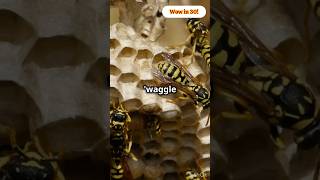 Do You Know Bees Communicate with a Waggle Dance facts dance amazing bees nature fun wow [upl. by Thorfinn395]