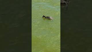 Great crested grebe and little black cormorant waterbirds divingbirds [upl. by Anelat212]