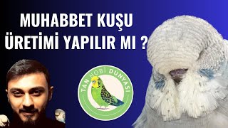 Muhabbet kuşu üretimi yapılır mı  Gelir gider hesaplama muhabbetkuşu budgerigar budgies [upl. by Jephum]