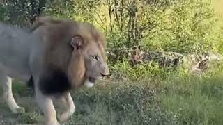 Large Lion Family  2 Plains Camp Males  5 Mhangeni Lionesses 10 Cubs  25 January 2024 [upl. by Gurtner]