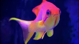 Lyretail Anthias [upl. by Timms]