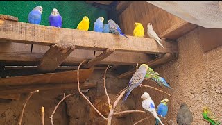 Budgie bird enjoyed this morning  budgie play time [upl. by Tybald]