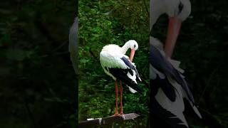 Great Egret With Melodious Bird sounds shorts viralshorts egrets naturalbeauty sakoon [upl. by Oiramad]