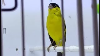 Pintassilgo do nordeste cantando  Yellow faced Siskin Singing From Gia Nguyen  VN [upl. by Barnaby]