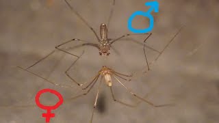 Spider Sx Daddy LongLegs mating Pholcus phalangioides  Zitterspinne [upl. by Haland]