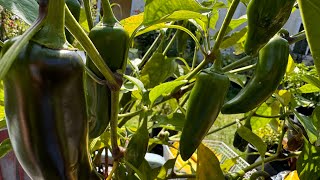 Jalapeños growing in planter [upl. by Yrtsed]