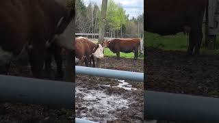 New Cow Brush farming cows [upl. by Meelas]