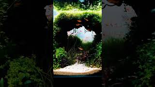 Brand new Beautiful planted terrarium tank setup short shorts youtubeshorts [upl. by Cari894]