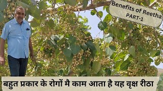 बहुत प्रकार के रोगों मै काम आता है यह वृक्ष रीठा  Benefits of Reetha  Reetha ke fayde  PART 1 [upl. by Yerxa597]