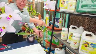 Norman Fang Live Episode 131 Growing laelia anceps [upl. by Mariellen]