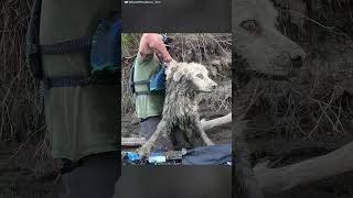 Guy Finds A Senior Dog Trapped Under A Log  The Dodo [upl. by Nagle]