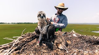 Osprey Nestling Banding at Barnegat Light Osprey Cam [upl. by Nnyleuqaj497]