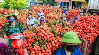 Harvest Thousands Of Tons Of Lychee  Lychee Processing Technology [upl. by Amapuna170]