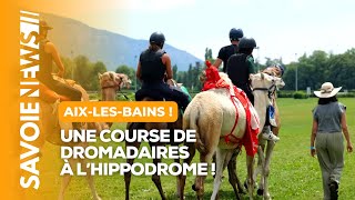 Une course de dromadaires à l’hippodrome d’AixlesBains [upl. by Jallier593]