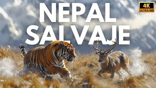 NEPAL  Reino Salvaje del Himalaya  Documental Completo [upl. by Acinomahs]