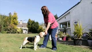 Pet Behaviour Scotland  Kelti Sequence [upl. by Lachlan]