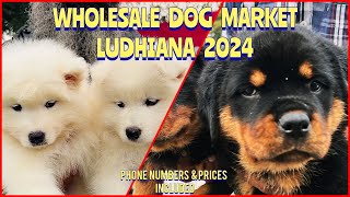 Wholesale Puppy Market in Punjab Ludhiana  Recent Prices  South City Dog Show 2024  KCI  UKC [upl. by Kidder]