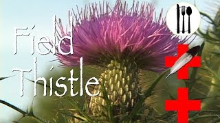 Field Thistle Edible amp Medicinal [upl. by Rosco391]