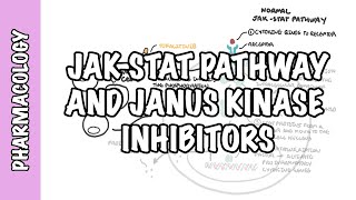 JAK Janus Kinase Pathway Inhibitor Tofacitinib  pharmacology mechanism of action side effects [upl. by Ecadnak]