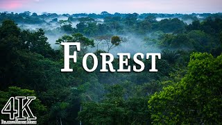 Forest in 4K ULTRA HD  Rainforest Jungle Nature Scenery  Relaxation Film with Calming Music [upl. by Akeenahs]