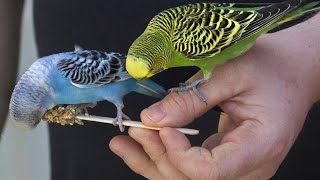 budgie sounds for lonely birds 😍 [upl. by Templia]