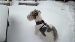 WIRE FOX TERRIER PUPPY NICHOLAS SNIFFS A VARMINT [upl. by Dempster]