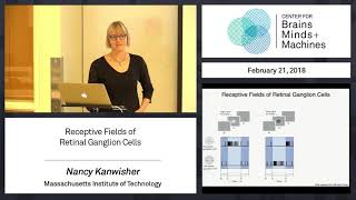 33  Receptive Fields of Retinal Ganglion Cells [upl. by Iad]