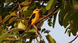 Golden Oriole call birdwather [upl. by Innoj]