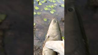 Small bowfin grinnel mudfish fishing bowfin pondfishing [upl. by Ahtram]