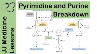 Purine and Pyrimidine Catabolism Pathway  Nucleotide Breakdown  Biochemistry Lesson [upl. by Otanod229]