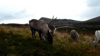 Cairngorm Reindeer [upl. by Assirolc566]