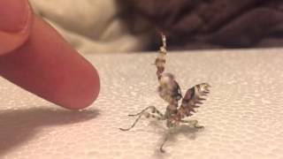 Spiny Flower Mantis Threat Display [upl. by Lian]