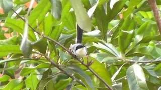 Balançarabodechapéupreto Polioptila plumbea [upl. by Lenoel855]