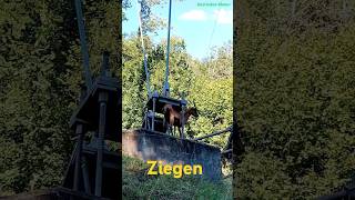 The Goat animals ziegen tiere shorts switzerland alps [upl. by Olds149]