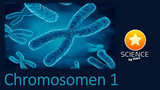 chromosomen 1 [upl. by Klimesh975]